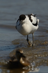 David Plant Photography - Wildlife Photography - Avocet - P